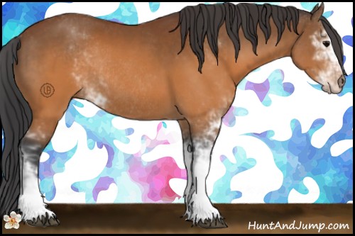 Horse Color:Brown Sabino Rabicano 