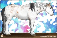 Horse Color:Brown Sabino 