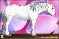 Horse Color:Bay Sabino 