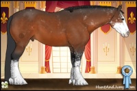 Horse Color:Bay Sabino 