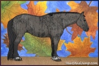 Horse Color:Black  and Grullo 