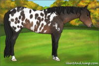 Horse Color:Gray Brown Appaloosa