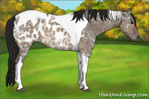 Horse Color:Gray Brown Ice Dun Tobiano Appaloosa 