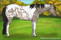 Horse Color:Gray Brown Ice Dun Tobiano Appaloosa 