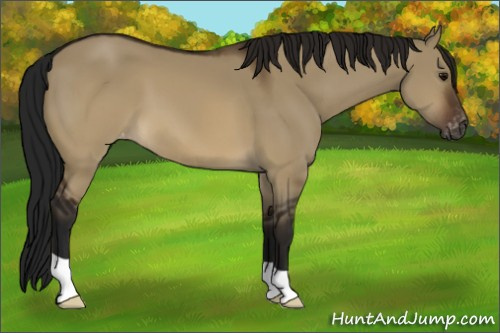 Horse Color:Gray Brown Dun Appaloosa 
