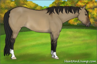Horse Color:Gray Brown Dun Appaloosa 