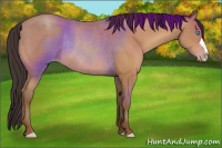 Horse Color:Sable Champagne Rabicano 