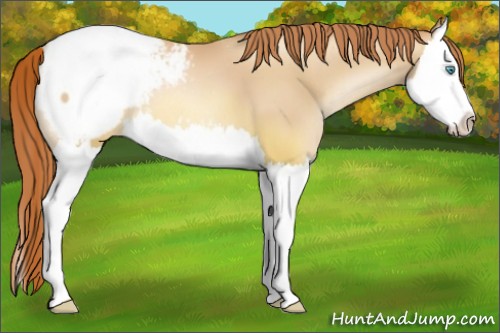 Horse Color:Classic Champagne Pearl Splash Appaloosa 