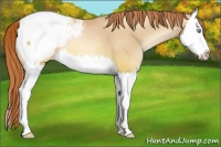 Horse Color:Classic Champagne Pearl Splash Appaloosa 