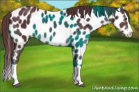 Horse Color:Chocolate Black Splash Appaloosa Rabicano 