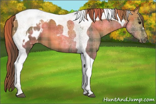 Horse Color:Plaid Smoky Grullo Tobiano Blanket