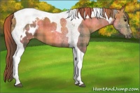 Horse Color:Plaid  Smoky Grullo Tobiano Blanket 