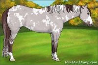 Horse Color:White Spotted Chocolate Grullo Chinchilla