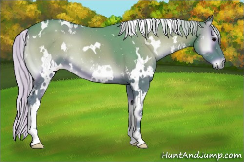 Horse Color:Watercolor White Spotted Silver Blue Onyx 