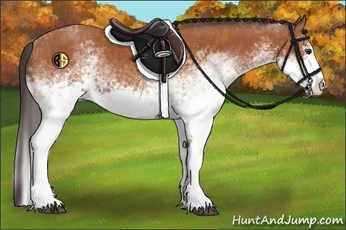 Horse Color:White Spotted Bay Splash  and White Spotted Bay Splash 