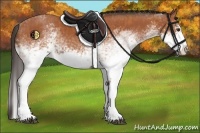 Horse Color:White Spotted Bay Splash  and White Spotted Bay Splash 