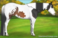 Horse Color:Brown Sabino Splash Tobiano Appaloosa