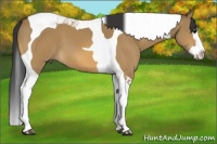 Horse Color:Bay Dun Splash Tobiano