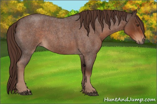 Horse Color:Liver Red Roan 
