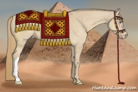 Horse Color:Perlino