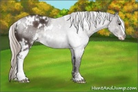 Horse Color:White Spotted Silver Brown Sabino Rabicano