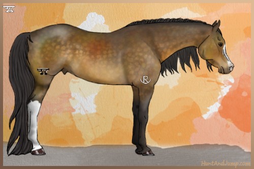 Horse Color:Buckskin 