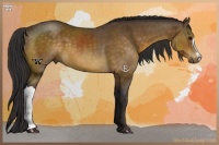 Horse Color:Buckskin 