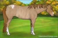 Horse Color:Red Roan Appaloosa Rabicano