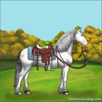 Horse Color:White Spotted Bay