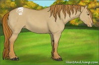 Horse Color:Red Dun Appaloosa 
