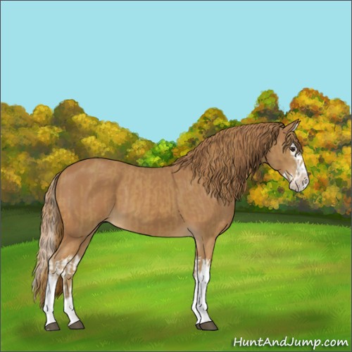 Horse Color:Chestnut  and Chestnut Splash 