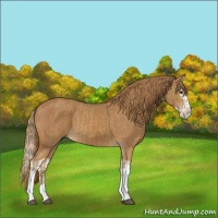 Horse Color:Chestnut  and Chestnut Splash 