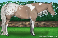 Horse Color:Gray Cremello Tobiano Appaloosa