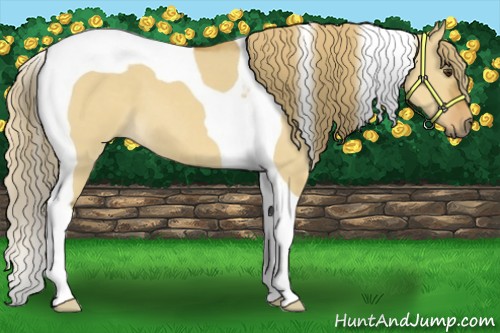 Horse Color:Red Dun Tobiano 