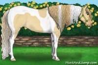 Horse Color:Red Dun Tobiano 