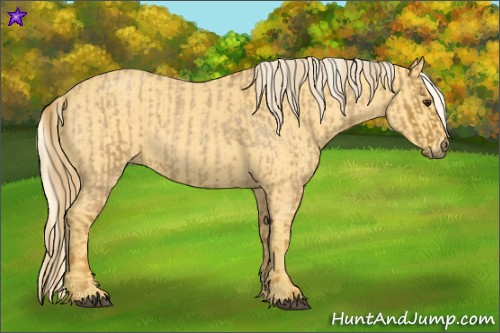 Horse Color:Red Roan and Palomino Roan
