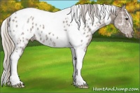 Horse Color:Silver Black Ice Tobiano Appaloosa 