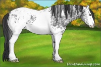 Horse Color:White Spotted Black Ice Appaloosa