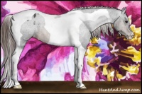 Horse Color:Brown Tobiano Appaloosa