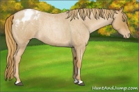 Horse Color:Red Roan Pearl Varnish 