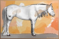 Horse Color:Brown Dun Sabino Splash Tobiano 