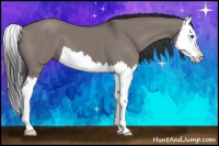 Horse Color:Grullo Splash 
