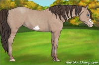Horse Color:Amber Champagne Frame 