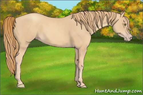 Horse Color:Gold Champagne 