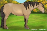 Horse Color:Amber Champagne 