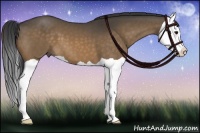 Horse Color:Bay Dun Splash 