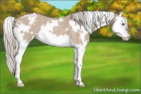 Horse Color:White Spotted Silver Brown Roan Dun Splash