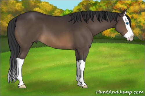 Horse Color:Brown Splash 
