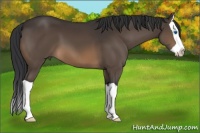 Horse Color:Brown Splash