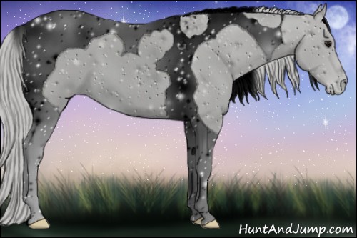 Horse Color:ERROR: UNKNOWN ANOMALY